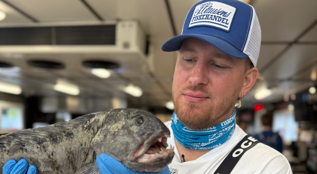 Fiskehandler Jakob Clausen står med en havkat i hænderne