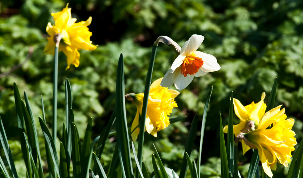 påskeliljer og pinseliljer symboliserer opstandelse og evigt liv