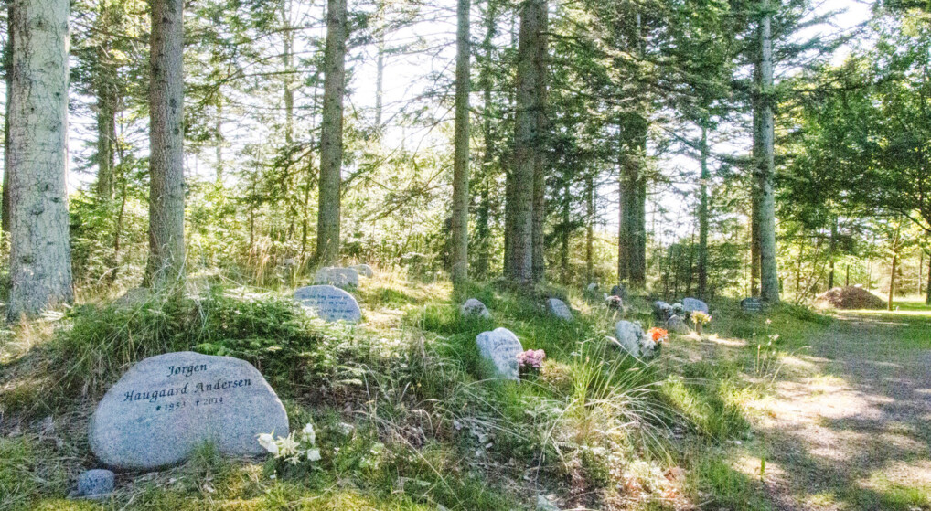 Skovkirkegård med gravsten i skovbunden under høje grantræer. 